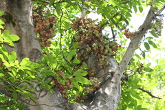 Ficus racemosa